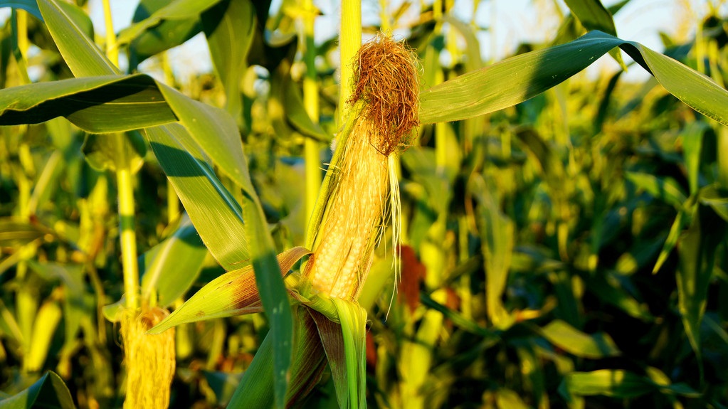 How Much Water Retaining Agent to Use for Corn to Optimize Benefits?